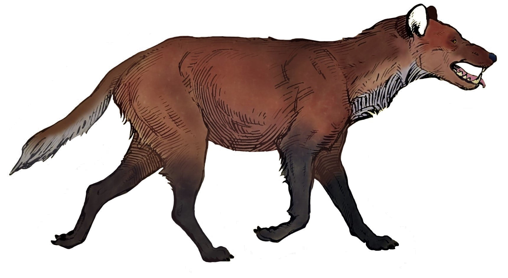 Ilustración del Aenocyon Dirus o lobo del Desierto de Atacama